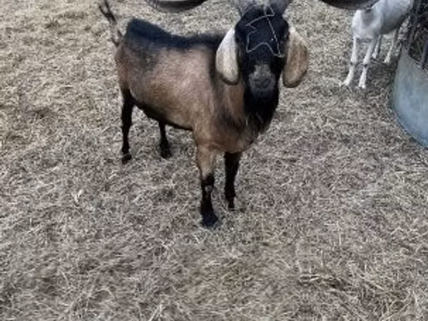 Billy Goat, Nubian Goat — Hungary
