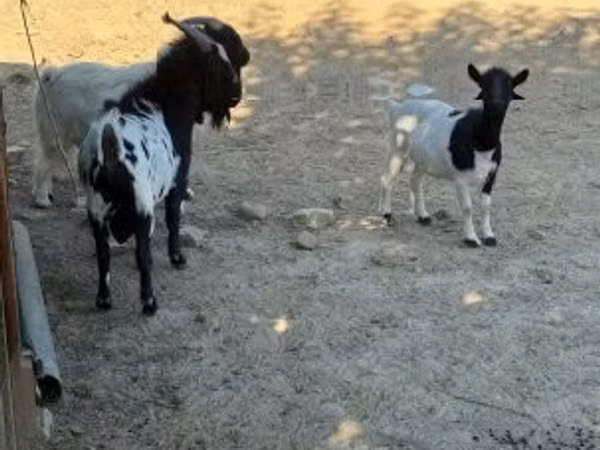 Capra, Dutch Landrace goats