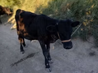 Toro, Bovini — foto 2