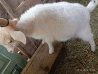 Capra, Saanen goat — foto 7