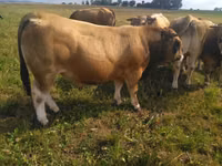 황소, Aubrac cattle — 사진 5