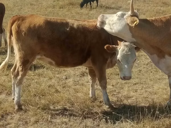 Cow, Cattle — Kazakhstan