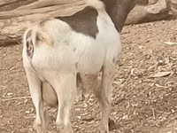 Kozy (partia, płeć nieokreślona), Nubian Goat — zdjęcie 2