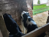 公牛, Cattle — 照片 6