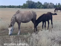 Mare, Horse breed — photo 1