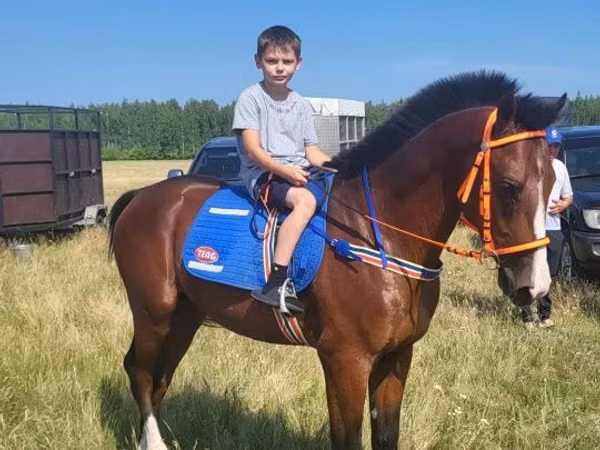 Horse (M), Manipuri pony — Kazakhstan