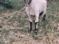 Cabra, Cabras — foto 1