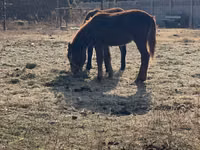 公马, Horses — 照片 1