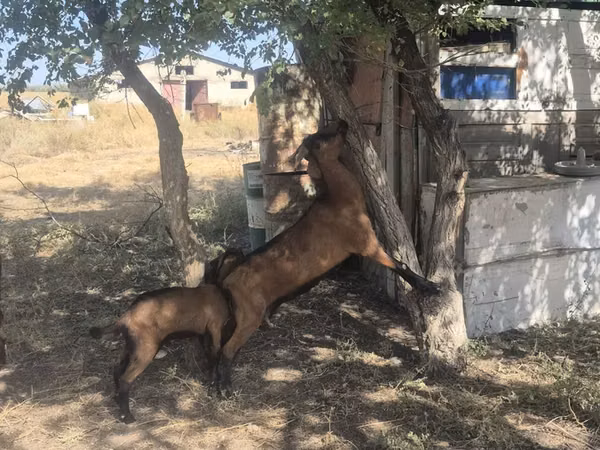 Echki, Nubian Goat