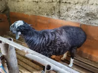 Kambing jantan, Sheep — foto 3