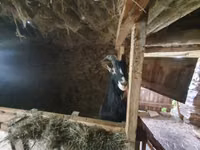 Kambing betina, Alpine goat — foto 2