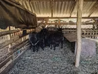 Sheep, Racka sheep — photo 2