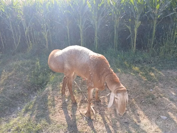 Ram, Edilbay sheep