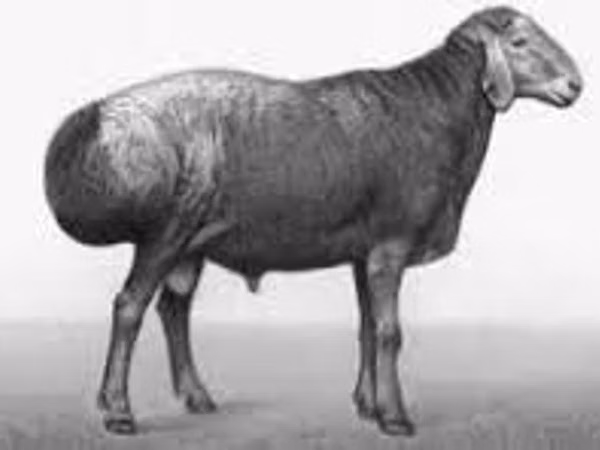 Ram, Sheep — Uzbekistan