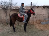 Kůň, Koně — foto 2