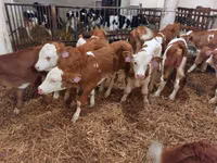 Bou, Simmental cattle — foto 3