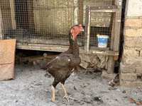 Shamo chickens — photo 5