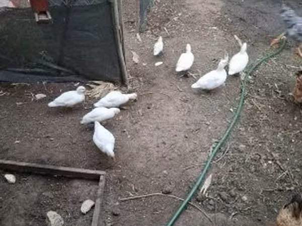 Ducks — Hungary