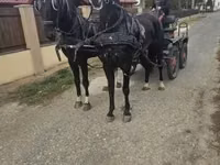 Hing, Dutch warmblood horse — 6. fotó