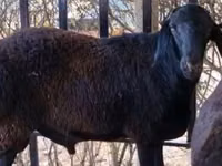 Widder, Kazakh fat-tailed coarsewool sheep — Foto 1