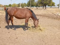 Бие, Kyrgyz Horse — 1-сурет