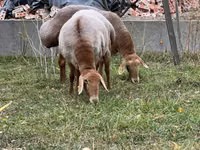 암양, Arashan sheep — 사진 1