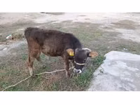 Bull, Alatau breed — photo 2