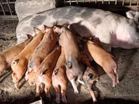 Boar, Pigs — photo 1