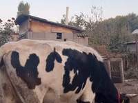 Lembu betina, Russian Black pied cattle — foto 4
