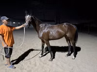Faras dhaddig, Arabian horse — sawirka 3