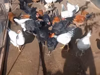 Chickens — sawirka 5