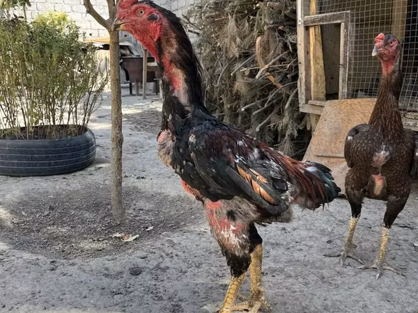 Shamo chickens