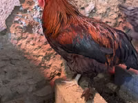ماران — الصورة 2