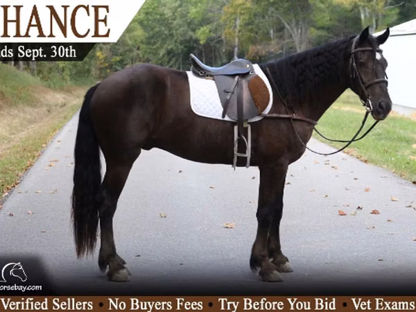 Horse (M), Gypsy horse — United States