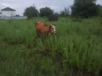 Cow, Latvian Blue cattle — photo 3