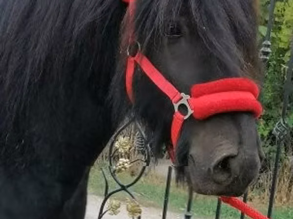 Horse (M), Fell pony