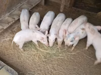 Boar, Pigs — photo 4