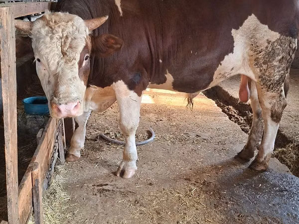 Bull, Simmental cattle — Moldova