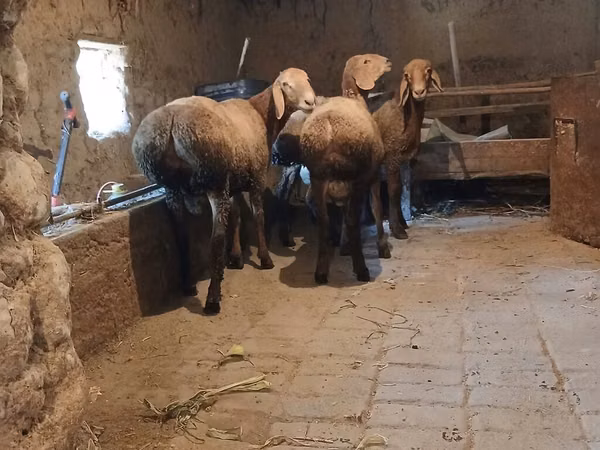قوچ, Arashan sheep — قرقیزستان