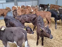 Banteng, Cattle — foto 4