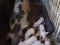 አሳማዎች (ቡድን፣ ጾታ አልተጠቀሰም), Pigs — ፎቶ 2