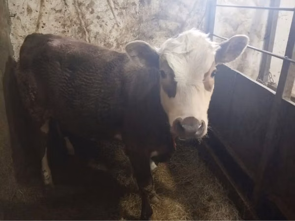 Cow, Kazakh White-headed cow — Kazakhstan