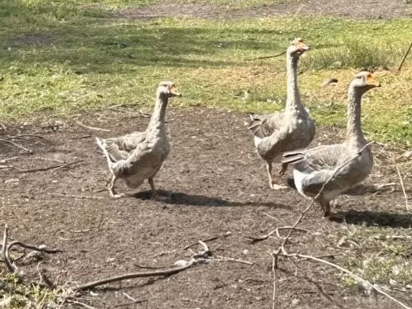 Geese — Węgry
