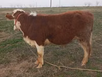 Bull, Cattle — photo 1