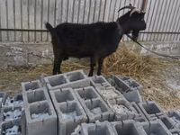 Echki, Czech Brown Shorthaired goats — 2-rasm