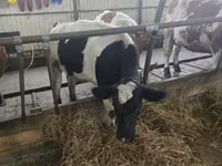 İnək, Russian Black pied cattle — foto 4