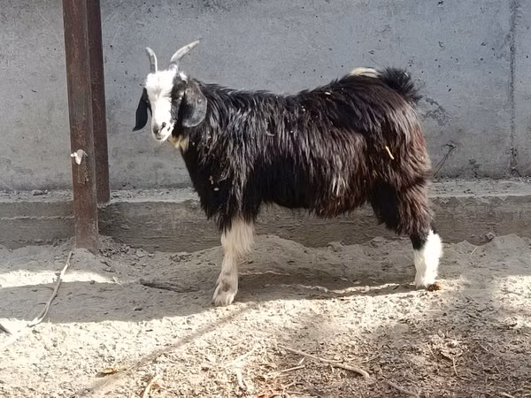 بز ماده, بز