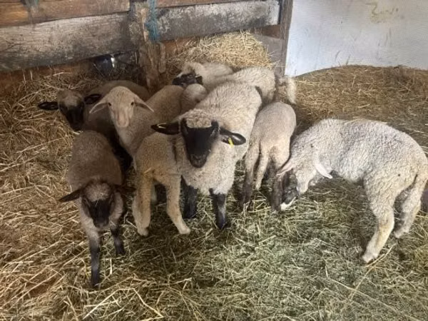 Гӯсфандон (партия, ҷинс муайян нашудааст), Merino sheep — Маҷористон