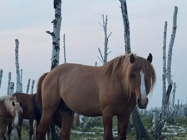 Horse (M), Kushum Horse — Kazakhstan