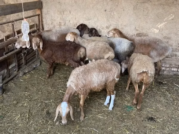 Sheep, Sheep — Kyrgyzstan